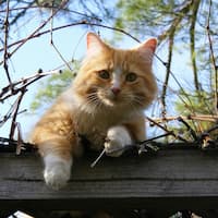CIMNE researchers improve IA imaging to detect abandoned pets