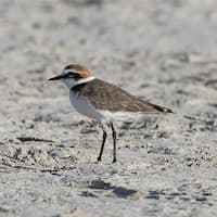 Phone data helps identify human´s impact on biodiversity