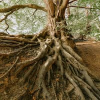Bioengineering Symposium: “Root Mechanics. Scientific developments and practical applications.”