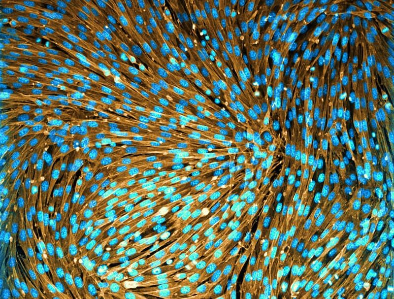 Nematic cellular monolayer